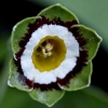 Primula Auricula Glenelg - Abriachan Nurseries